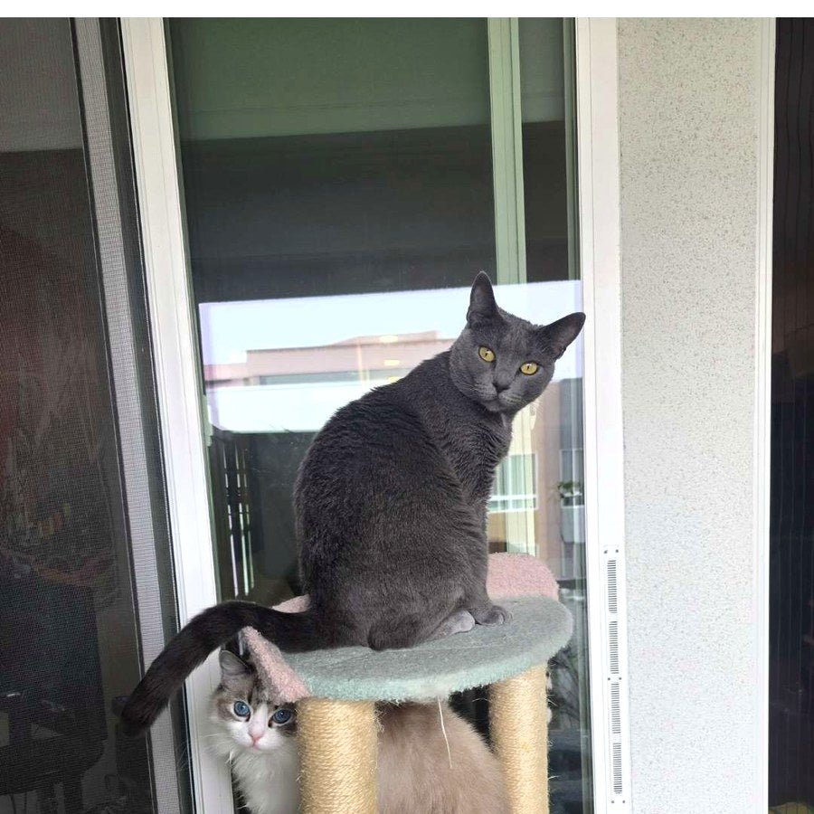 Two cats using a cat tree by a window