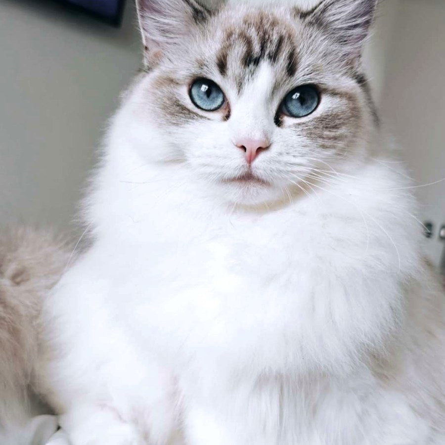 Fluffy blue-eyed long-haired cat