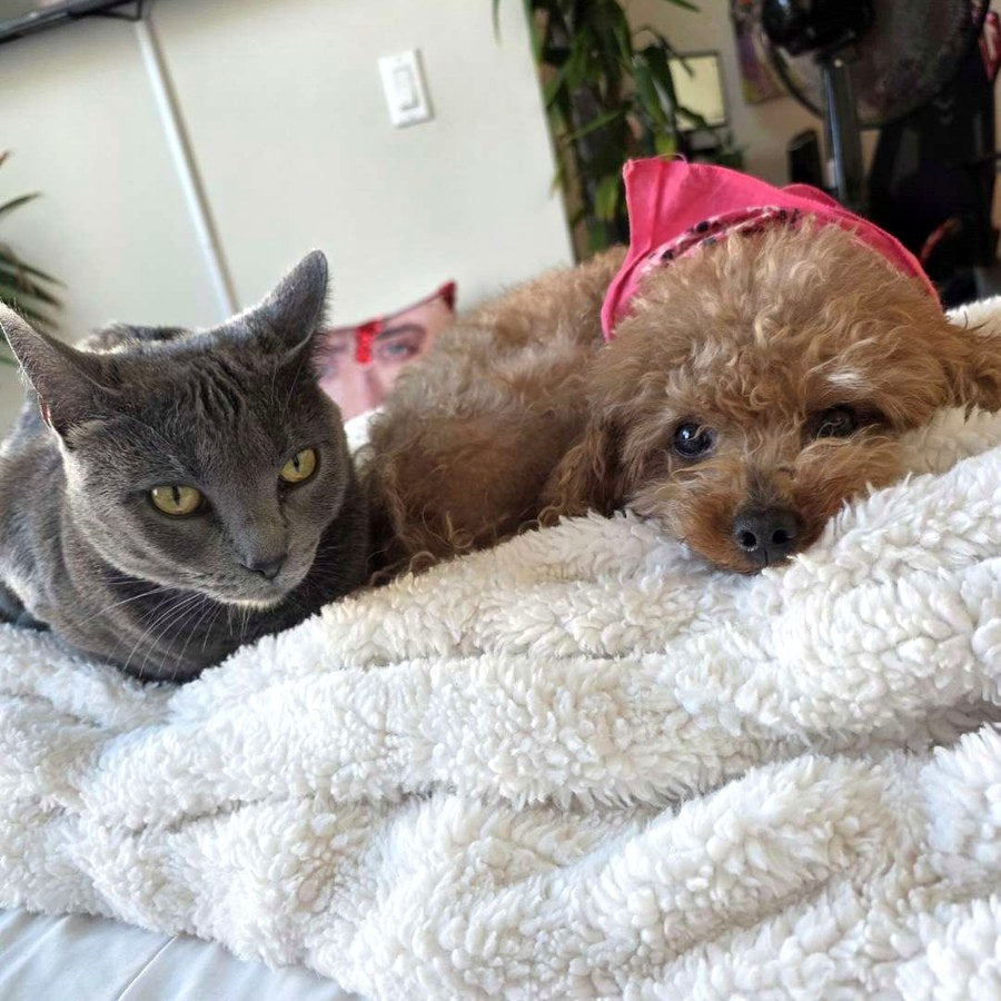 Gray cat and small brown dog resting on a fluffy blanket