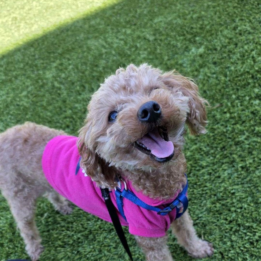 Small curly dog in a pink shirt and blue harness